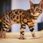 6 zanimivih mačjih dejstev