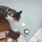 ali lahko mačka je čokolado