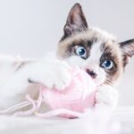 vrvice nevarne za mačko