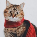 Ali mačke lahko zebe?