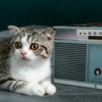 Glasba, ki mačke pomirja