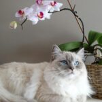 Mačke in rože: katere rastline so varne in katere strupene