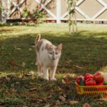 Ali mačka lahko je zelenjavo?