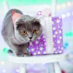 mačka se boji pokanja