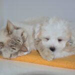 Ali mačka pokaže naklonjenost enako kot pes?