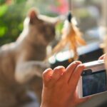 Nasveti za fotografiranje mačke