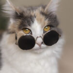 življenjska doba mačk