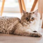 Zakaj mački izpada dlaka?