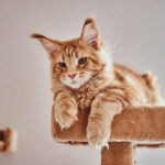 pasma maine coon
