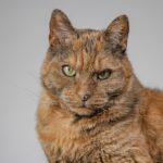 kako skrbeti za staro mačko