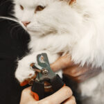 Striženje mačjih krempljev: kako, kdaj in zakaj?