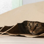 Mačka nori po stanovanju - zoomiji