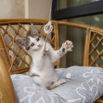 mačka bi se kar naprej igrala