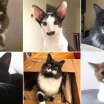 mačka s človeškimi brki