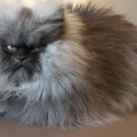 mačka z najdaljšo dlako