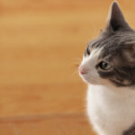 mačka gleda v prazno