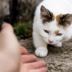 mačka se je izgubila