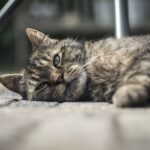 ali me mačka pogreša