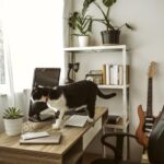 zakaj mačka leži na tipkovnici