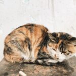 moja mačka ima drisko