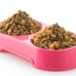 Mačka je izbirčna pri hrani: zakaj zavrača obroke in kaj lahko storite